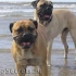 Historie bullmastiff